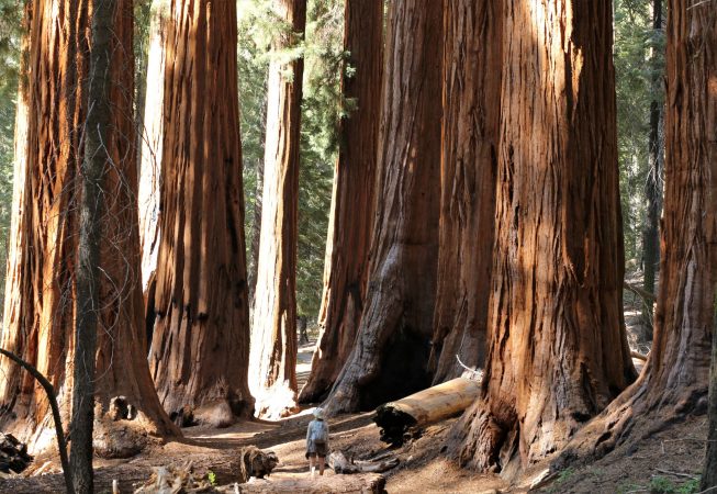 sequoia 3