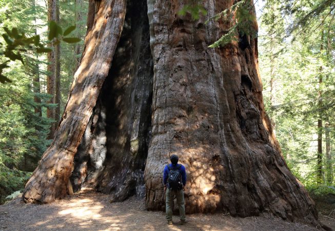 sequoia 1