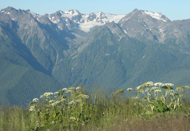 olympic NP 2