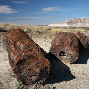 Petrified Forest N.P.